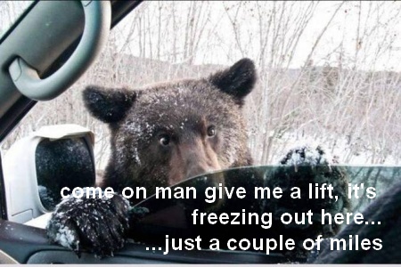 funny-hitchhiking-bear